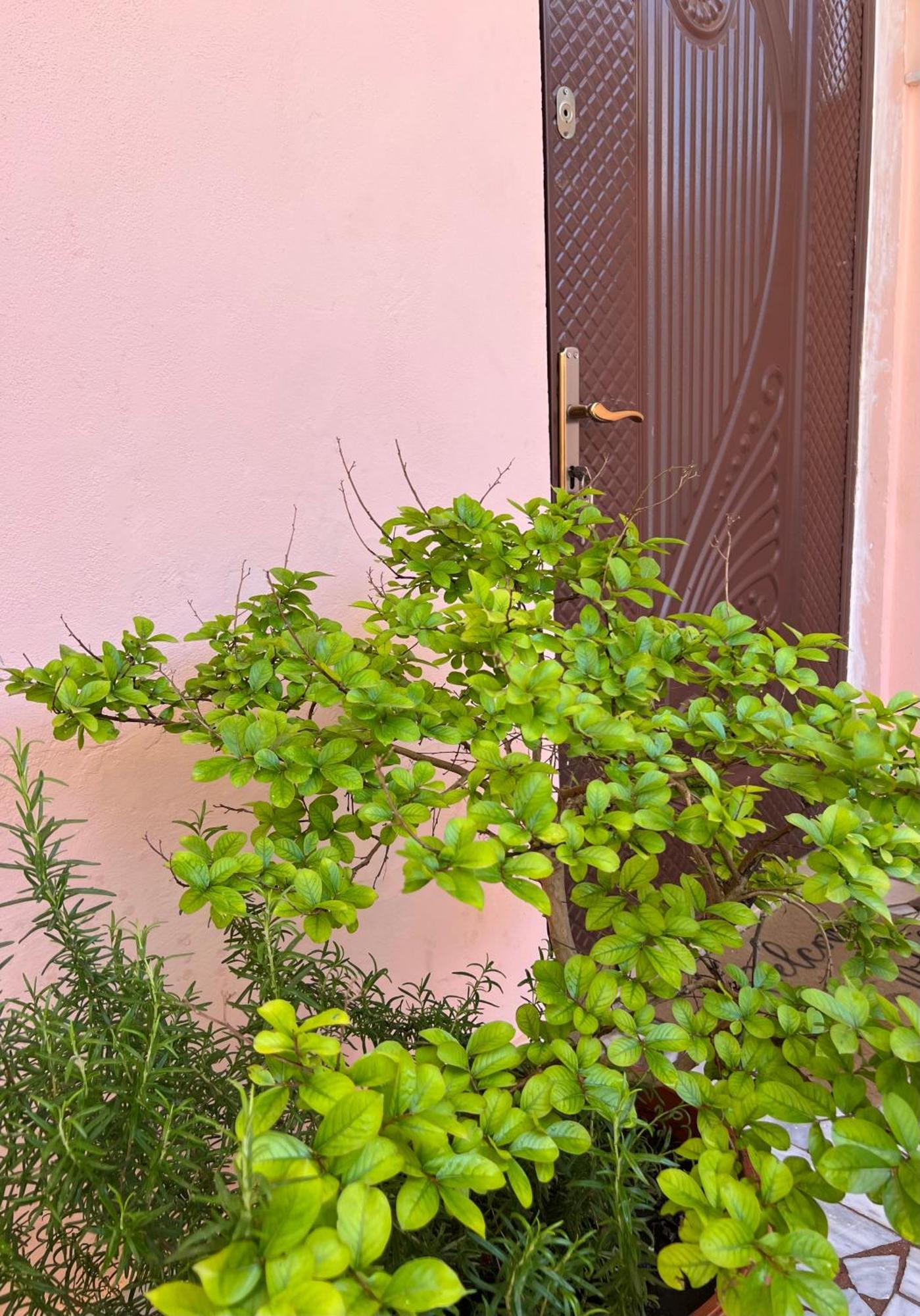 Villa Ensalv Berat - Apartment - Room - Penthouse Экстерьер фото